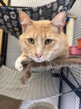 Ham Hock -  Domestic Short Hair Cat for Adoption in Portland, Oregon - Ham Hock | PetCurious