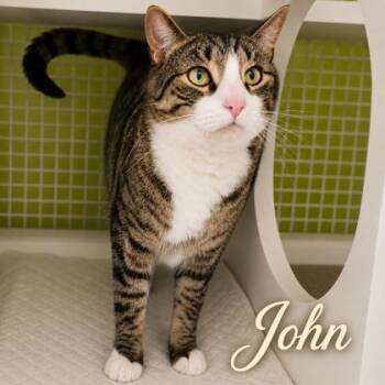 John -  Domestic Short Hair Cat for Adoption in New York, New York - John | PetCurious