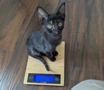 Rescue Domestic Short Hair Cats for Adoption in Houston, Texas - Urchin | PetCurious
