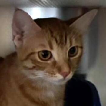 Mrs. Waffles -  Domestic Short Hair Cat for Adoption in Crystal Lake, Illinois - Mrs. Waffles | PetCurious
