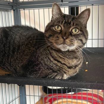 Nelly (lap cat) -  Tabby Cat for Adoption in Huntington, New York - Nelly (lap Cat) | PetCurious