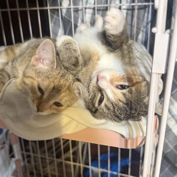 Domestic Short Hair Cats Available for Adoption in Boerne, Texas - April Showers | PetCurious