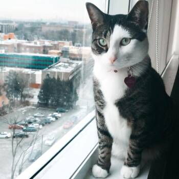 Luna Balloona -  Domestic Short Hair Cat for Adoption in Newark, New Jersey - Luna Balloona | PetCurious