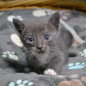 Callister -  Domestic Short Hair Cat Available for Adoption in Beaumont, Texas - Callister | PetCurious