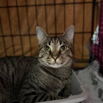 Duke -  Domestic Short Hair Cat for Adoption in New York, New York - Duke | PetCurious