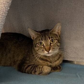 Rescue Domestic Short Hair Cats for Adoption in Carrollton, Texas - Lifeguard | PetCurious