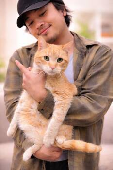 Domestic Short Hair Cats Available for Adoption - Tabitha Napa | PetCurious