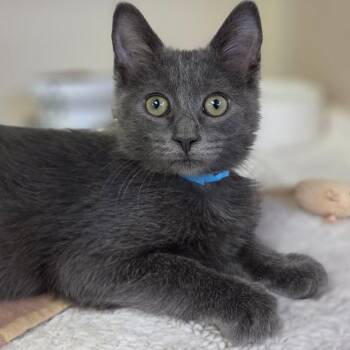 Dolly Parton -  Domestic Short Hair Cat for Adoption in Westhampton, New York - Dolly Parton | PetCurious
