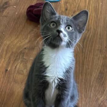 Erin -  Domestic Short Hair Cat for Adoption in Williston, Florida - Erin | PetCurious