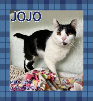 Rescue Domestic Medium Hair Cats for Adoption in Danville, Indiana - JoJo | PetCurious