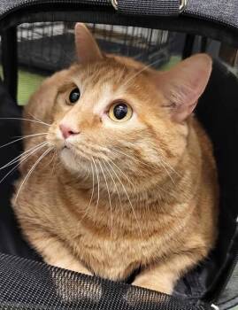 Rescue Domestic Short Hair Cats for Adoption in Fruit Heights, Utah - Pippi | PetCurious