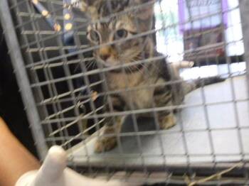 D.W. -  Domestic Short Hair Cat for Adoption in Tulsa, Oklahoma - D.W. | PetCurious