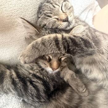 Tabby and Domestic Medium Hair Cats Available for Adoption - Flea And Shadow | PetCurious