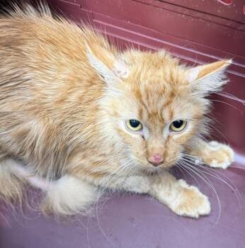 Saffron -  Domestic Medium Hair Cat for Adoption in Golden, Colorado - Saffron | PetCurious