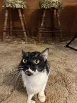Meekro -  Domestic Short Hair Cat for Adoption in Little Rock, Arkansas - Meekro | PetCurious