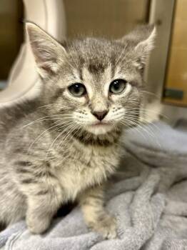 Car Engine -  Domestic Short Hair Cat for Adoption in Wichita, Kansas - Car Engine | PetCurious