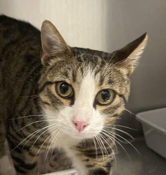 Whiskers -  Domestic Short Hair Cat for Adoption in Golden, Colorado - Whiskers | PetCurious