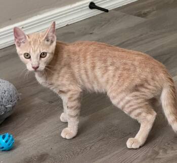 Honey - H Litter -  Tabby Cat for Adoption in Anthem, Arizona - Honey - H Litter | PetCurious