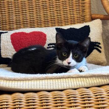 Tidbit -  Domestic Short Hair Cat for Adoption in Monroe, Michigan - Tidbit | PetCurious