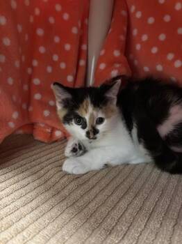 Cranberry -  Domestic Short Hair Cat for Adoption in Schenectady, New York - Cranberry | PetCurious
