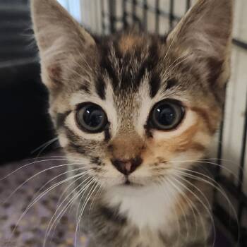 Whitley K46515 -  Domestic Short Hair Cat for Adoption in Corsicana, Texas - Whitley K46515 | PetCurious