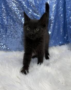 Malkin -  Domestic Short Hair Cat for Adoption in Clarkesville, Georgia - Malkin | PetCurious