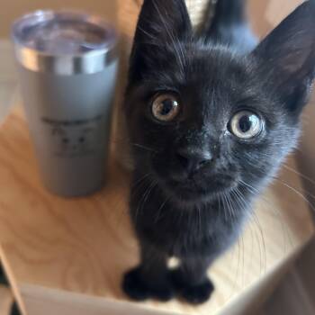 Lucky -  Domestic Medium Hair Cat for Adoption in Victor, New York - Lucky | PetCurious