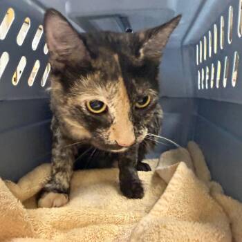 Toothpick -  Domestic Short Hair Cat for Adoption in Buffalo, New York - Toothpick | PetCurious