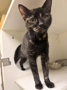 Kennedy -  Domestic Short Hair Cat for Adoption in Lowell, Massachusetts - Kennedy | PetCurious