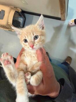 Vespa -  Domestic Short Hair Cat for Adoption in Ashland, Wisconsin - Vespa | PetCurious
