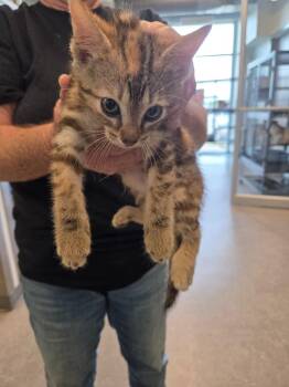 Cinderella -  Domestic Short Hair Cat Available for Adoption in Bossier City, Louisiana - Cinderella | PetCurious