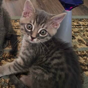 Rescue American Shorthair and Domestic Short Hair Cats for Adoption in Escondido, California - Phelps | PetCurious