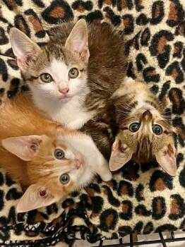 Mikey -  Domestic Short Hair Cat for Adoption in Salisbury, North Carolina - Mikey | PetCurious