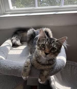 Panther -  Domestic Medium Hair Cat for Adoption in Calverton, Maryland - Panther | PetCurious