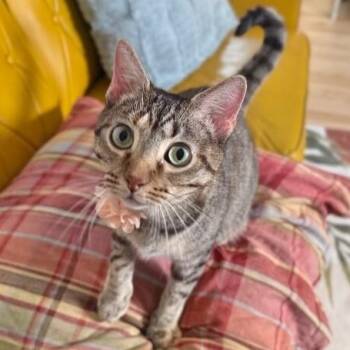 Megan the Sweet -  Tabby and Domestic Short Hair Cat for Adoption in Friendswood, Texas - Megan The Sweet | PetCurious