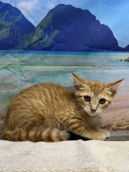 Bunson -  Domestic Short Hair Cat for Adoption in San Antonio, Texas - Bunson | PetCurious