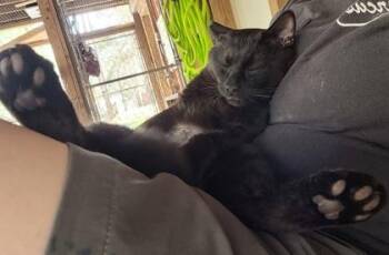 Domestic Short Hair Cats Available for Adoption - 90584A Siracha - Barn Cat | PetCurious