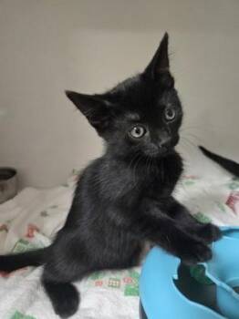 Flora -  Domestic Short Hair Cat Available for Adoption in Savannah, Georgia - Flora | PetCurious
