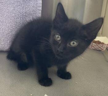 Chomp -  Domestic Short Hair Cat for Adoption in Westland, Michigan - Chomp | PetCurious