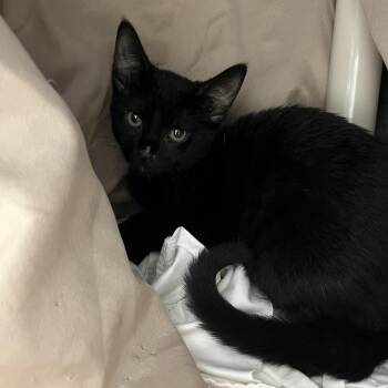 Moka -  Domestic Short Hair Cat for Adoption in Philadelphia, Pennsylvania - Moka | PetCurious