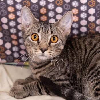 Jason -  Bengal and Tabby Cat for Adoption in Garland, Texas - Jason | PetCurious