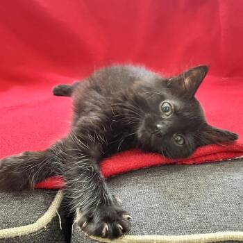 Constance -  Domestic Long Hair and Domestic Short Hair Cat for Adoption in Richmond, Virginia - Constance | PetCurious