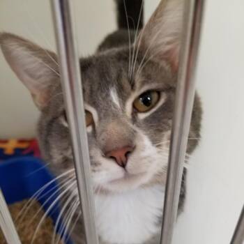 Domestic Short Hair Cats Available for Adoption in Cumming, Georgia - Remy (fka Prince) | PetCurious