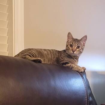 Simon -  Domestic Short Hair Cat for Adoption in Maryville, Tennessee - Simon | PetCurious