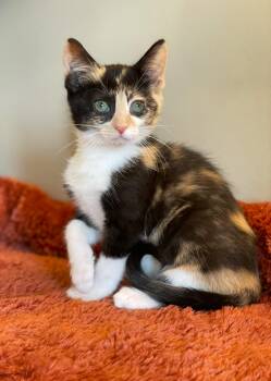 Loretta at Canton PetSmart Adoption Center -  Calico Cat for Adoption in Taylor, Michigan - Loretta At Canton PetSmart Adoption Center | PetCurious