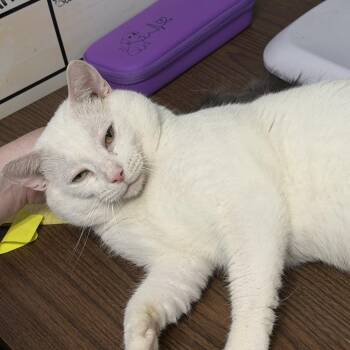 Domestic Short Hair Cats Available for Adoption in Lynchburg, Virginia - Boo | PetCurious