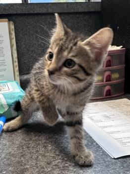 Tyson aka Eli -  Domestic Short Hair Cat for Adoption in Dyersburg, Tennessee - Tyson Aka Eli | PetCurious