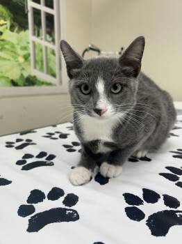 Pipsqueak -  Domestic Short Hair Cat for Adoption in Lancaster, Pennsylvania - Pipsqueak | PetCurious