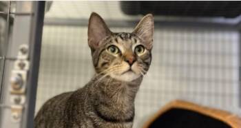 Rescue Domestic Short Hair Cats for Adoption in Houston, Texas - Jeremy | PetCurious