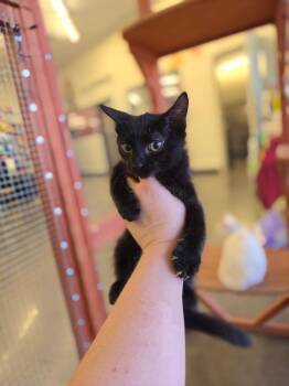 Sake -  Domestic Short Hair Cat Available for Adoption in Town 